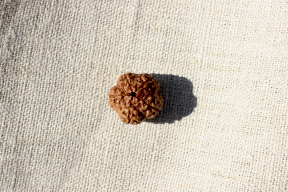 Rudraksha Mukhi Meaning: All 14 Faces Explained 2 Five mukhi rudraksha bead, the bead we use in all our malas