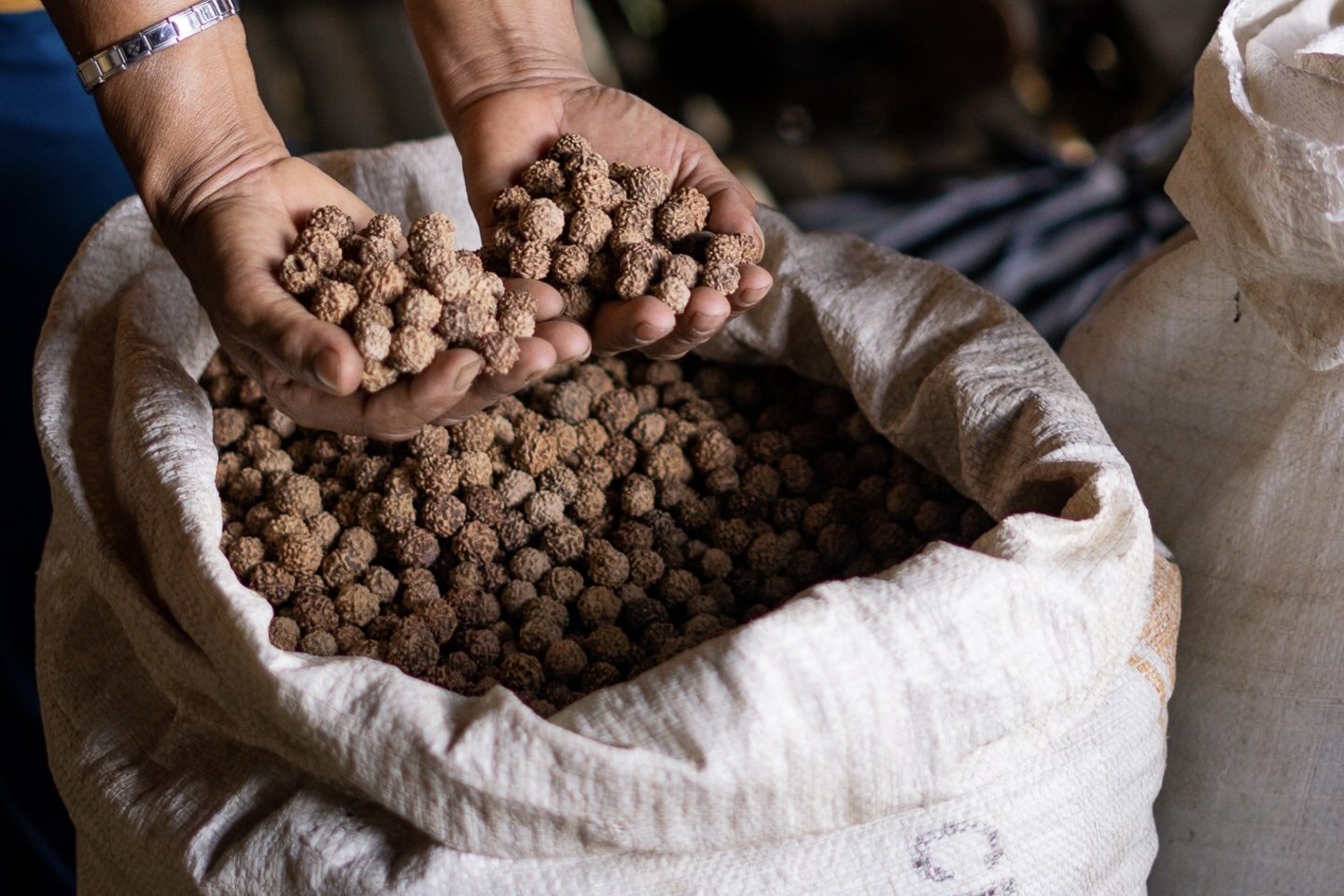 Rudraksha Mala Beads: Origin, Meaning and How to Use Them 12 Rudraksha mala beads in a hand, the grooves clearly visible